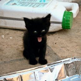 hilarious cute kitten 10