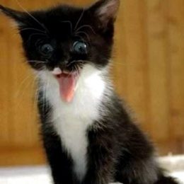 hilarious cute kitten 11