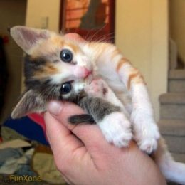 hilarious cute kitten 12