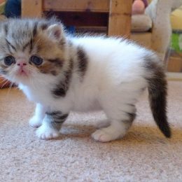 hilarious cute kitten 21