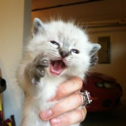 hilarious cute kitten 25