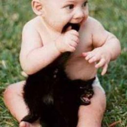 hilarious cute kitten 7