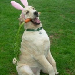 ridiculous easter bunny 15