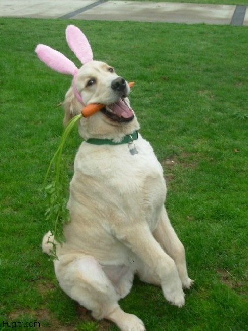 ridiculous easter bunny 15