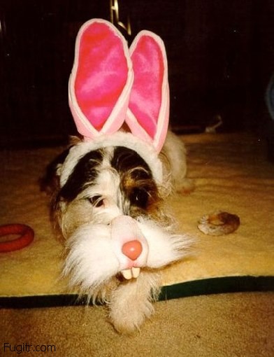 ridiculous easter bunny 18