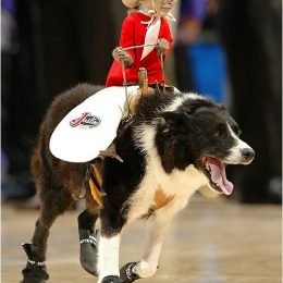 riding on dog 13