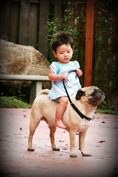 Children and other creatures riding on dogs – 22 funny pics