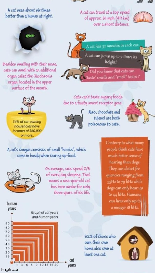 A large portion of the interesting facts about cats