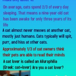 trivia about cats a