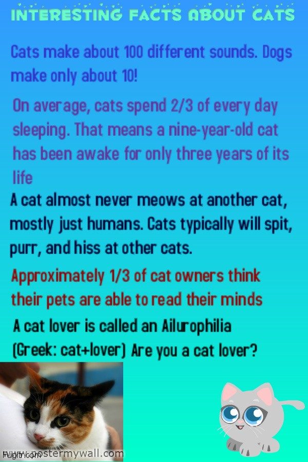 trivia about cats a