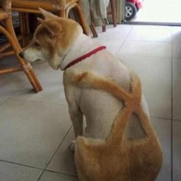 dog fails 9