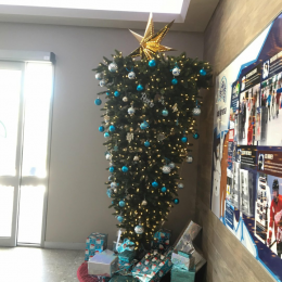 Ferferite Australians christmas tree a70iae